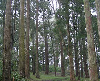 Mt-Dandenong-Bushwalks