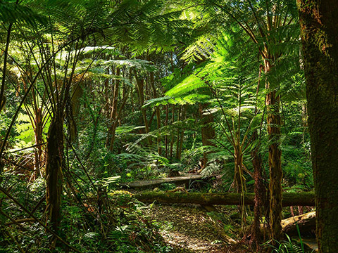 Dandenong-Ranges