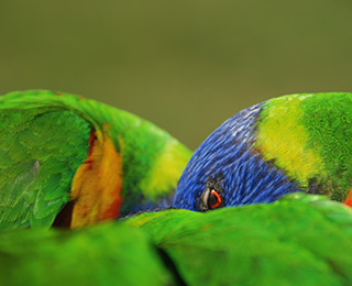 Dandenong-Ranges-Attractions