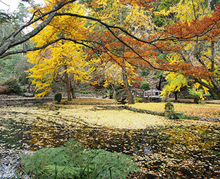 Dandenongs-Alfred-Nicholas-Gardens