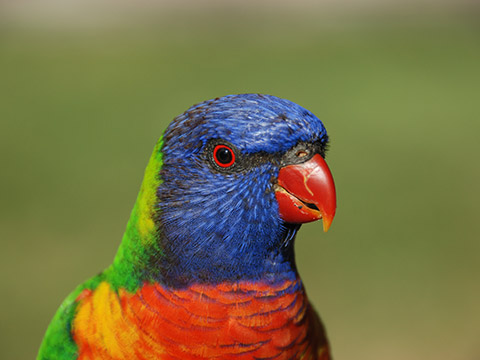 Dandenong-Ranges-Tourist-Attractions