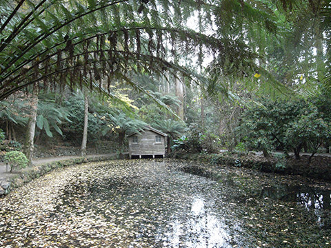 dandenong-tourist-places dandenong tourist places