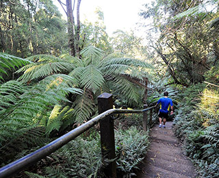 tourist places in dandenong